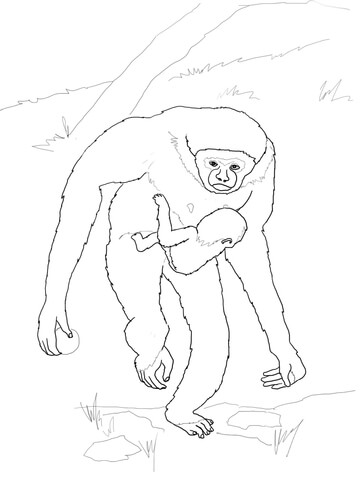 Baby Gibbon With Mother Coloring Page